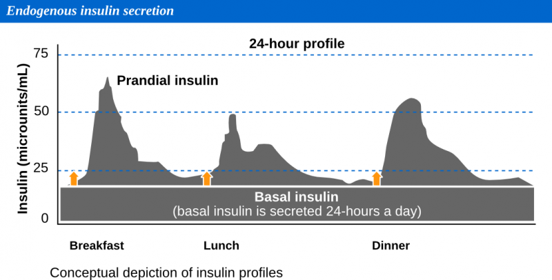 File:Endogenous insulin.png
