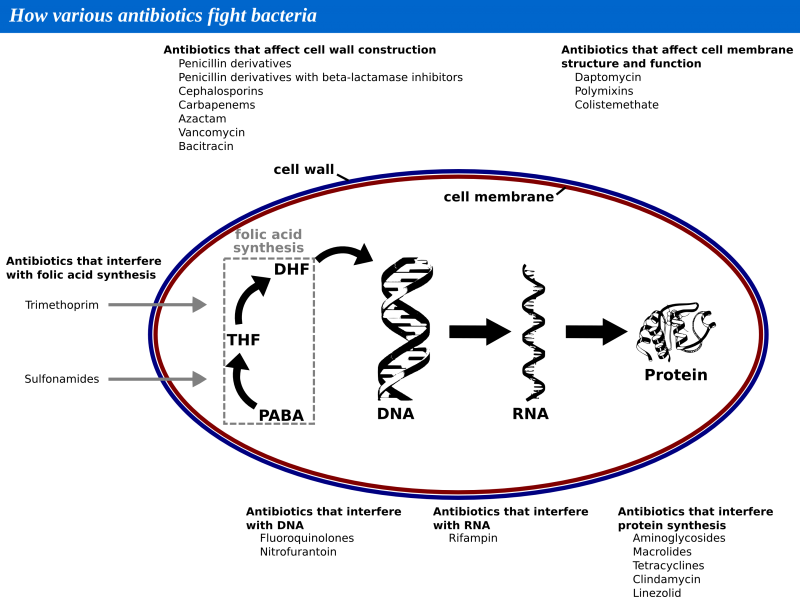 File:AntibioticsBacteria.png